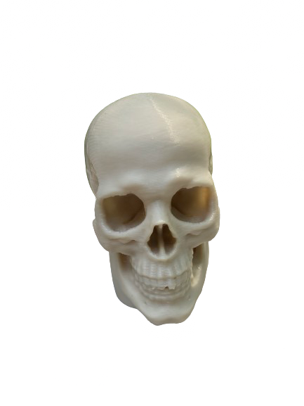 Skull Head (Head Only)