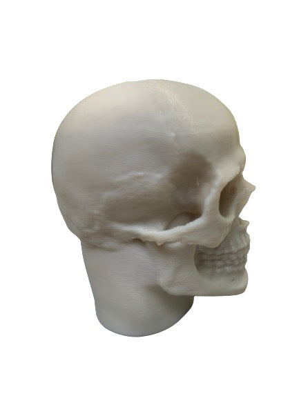 Skull Head (Head Only)